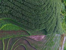 hermosa vista de la mañana indonesia panorama paisaje arrozales con color de belleza y luz natural del cielo foto