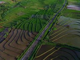 Beautiful morning view indonesia panorama landscape paddy fields with beauty color and sky natural light photo