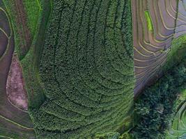 Beautiful morning view indonesia panorama landscape paddy fields with beauty color and sky natural light photo