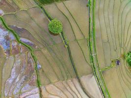 Beautiful morning view indonesia panorama landscape paddy fields with beauty color and sky natural light photo