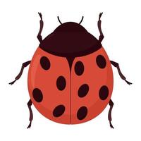 colored ladybug design vector