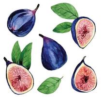 watercolor drawing. set of tropical fruit figs. beautiful illustration with fruits isolated on white background vector