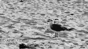 fiskmås seagulls gående på strand sand playa del carmen Mexiko. video