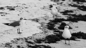 Seagull Seagulls walking on beach sand Playa del Carmen Mexico. video