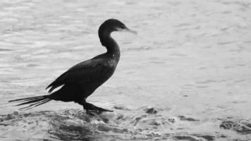 cormoran à longue queue neotropis sur pierre de roche à la plage mexique. video