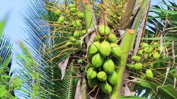 Tropical natural palm tree coconuts blue sky in Mexico. video