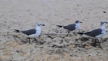 gaivota gaivotas andando na areia da praia playa del carmen méxico. video