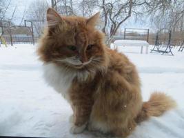 A fluffy red cat sits outside in the snow in winter garden. photo