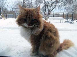 A fluffy red cat sits outside in the snow in winter garden. photo