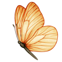 acquerello mano disegnato farfalla png