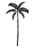 black palm silhouette vector