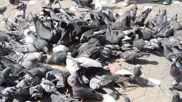 une troupeau de pigeons sont alimentation avec céréales sur le chaussée. video