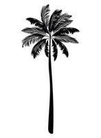 cute palm silhouette vector