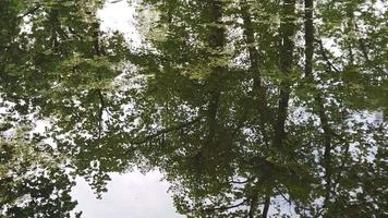 Rain drops falling in to the water. Trees reflected into the lake video