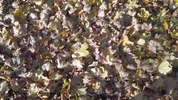 wandelen Aan herfst bladeren in de park video