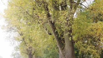 Herbstblätter, die von den Bäumen fallen video