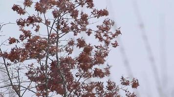 nieve y viento soplo en otoño hojas y arboles video