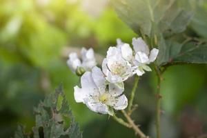 Fresh white raspberry flower bloom on tree with sunlight in the garden on blur nature background.