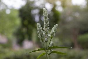 White shrimp plant or Justicia betonica is herb of Thailand used to Heal a wound and Help quench the poison. photo