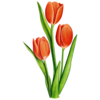 waterverf hand- getrokken kleurrijk tulp png