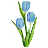 waterverf hand- getrokken kleurrijk tulp png