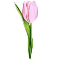 watercolor hand drawn colorful tulip png