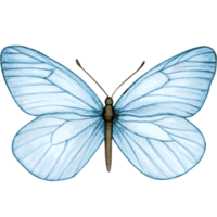 Watercolor hand drawn butterfly png