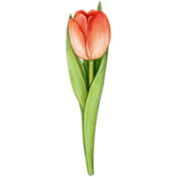 watercolor hand drawn colorful tulip png