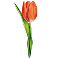 aguarela mão desenhado colorida tulipa png