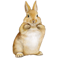 Watercolor and drawn realistic bunny png