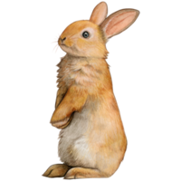 aquarelle et tiré réaliste lapin png