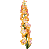 aquarelle main tiré delphinium fleur branche png