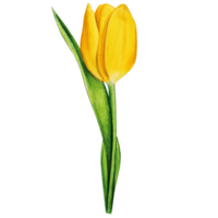 aguarela mão desenhado colorida tulipa png