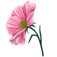 Watercolor pink cosmos flower png