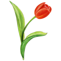 watercolor hand drawn colorful tulip png