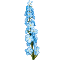 watercolor hand drawn delphinium flower branch png