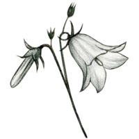 watercolor hand drawn harebell flowers png