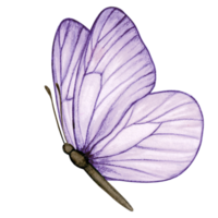 Watercolor hand drawn butterfly png