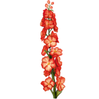 watercolor hand drawn delphinium flower branch png