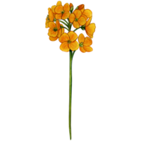 acuarela mano dibujado chuckoo flor png