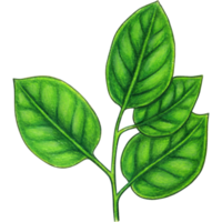 hand drawn lemon leaves png