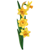 acquerello mano disegnato giallo narciso fiore collezione png