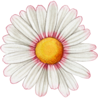 vattenfärg hand dragen färgrik daisy blomma png