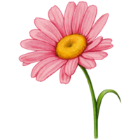acquerello mano disegnato colorato margherita fiore png