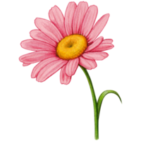 watercolor hand drawn colorful daisy flower png