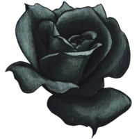 watercolor hand drawn realistic black rose png