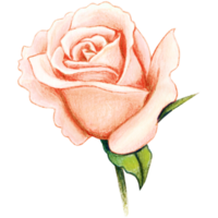 watercolor realistic rose hand drawn png