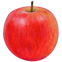 watercolor hand drawn realistic apples png