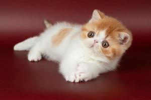pequeño hermosa rojo gatito exótico en un borgoña antecedentes en el estudio. foto