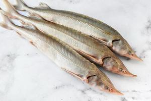 crudo esterlet pescado en un ligero antecedentes antes de Cocinando foto